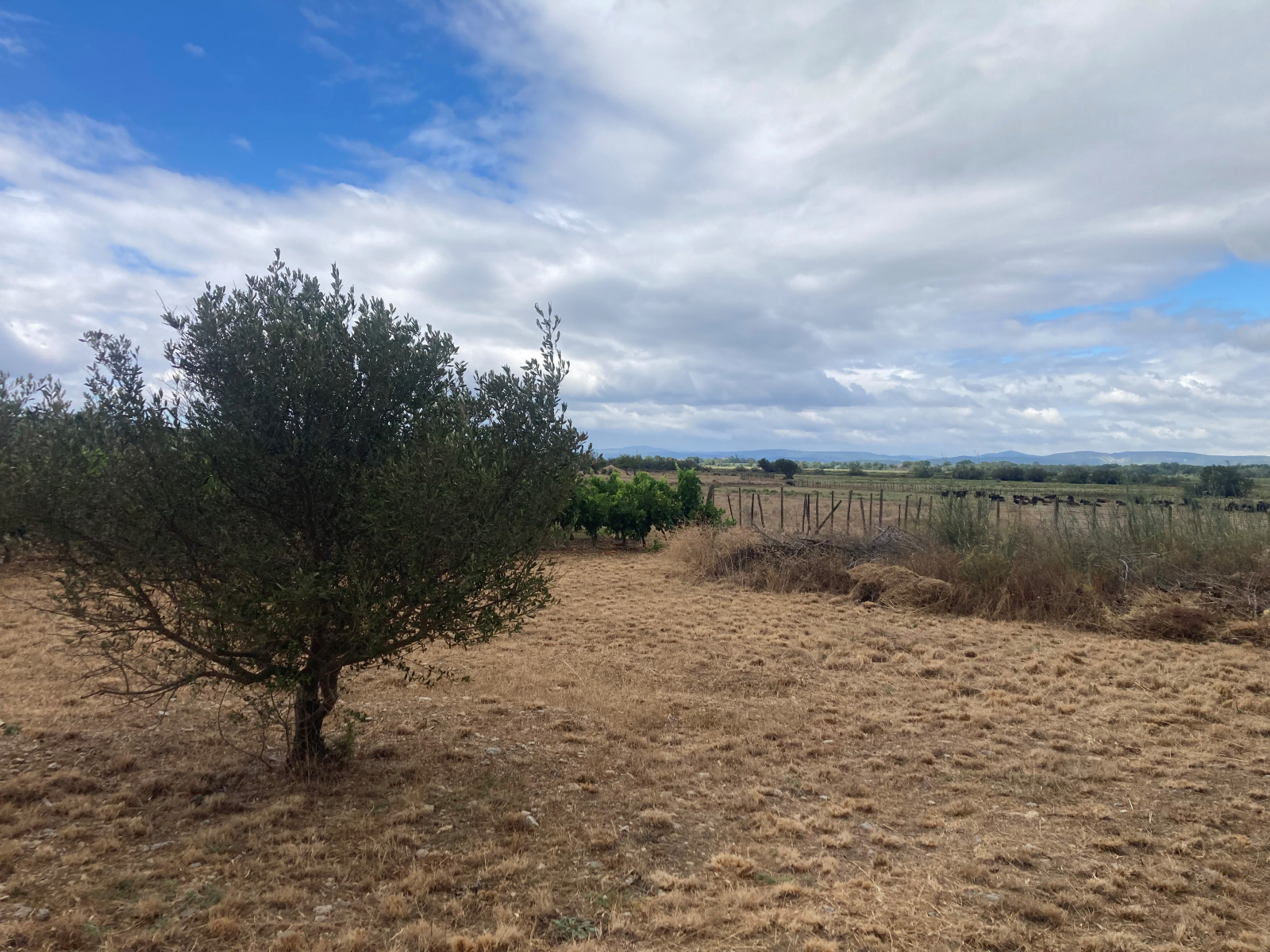 Image_29, Mas, Gruissan, ref :5821