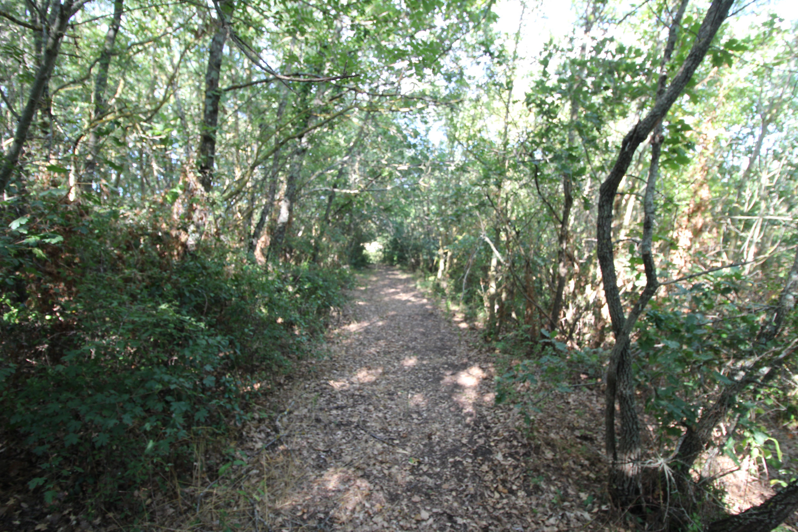 Image_21, Viager, Limoux, ref :9202