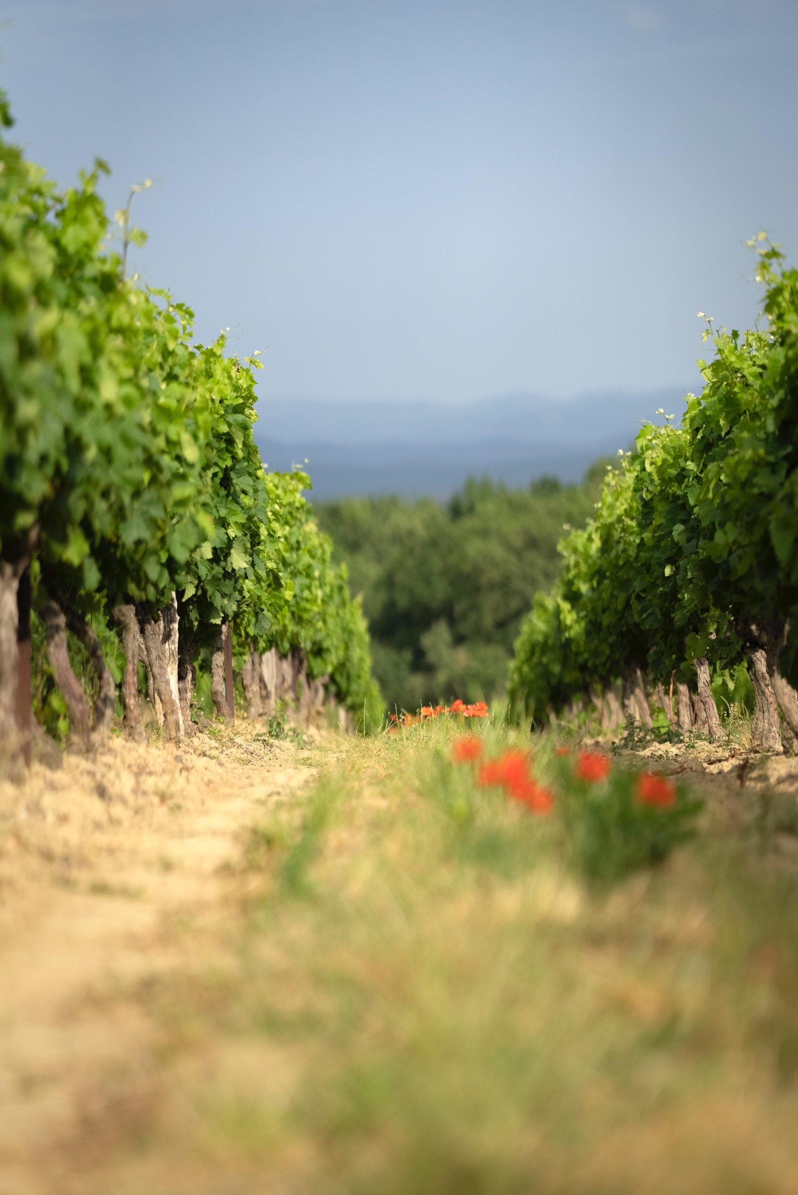 Image_10, Terrain agricole, Belvèze-du-Razès, ref :9243-C