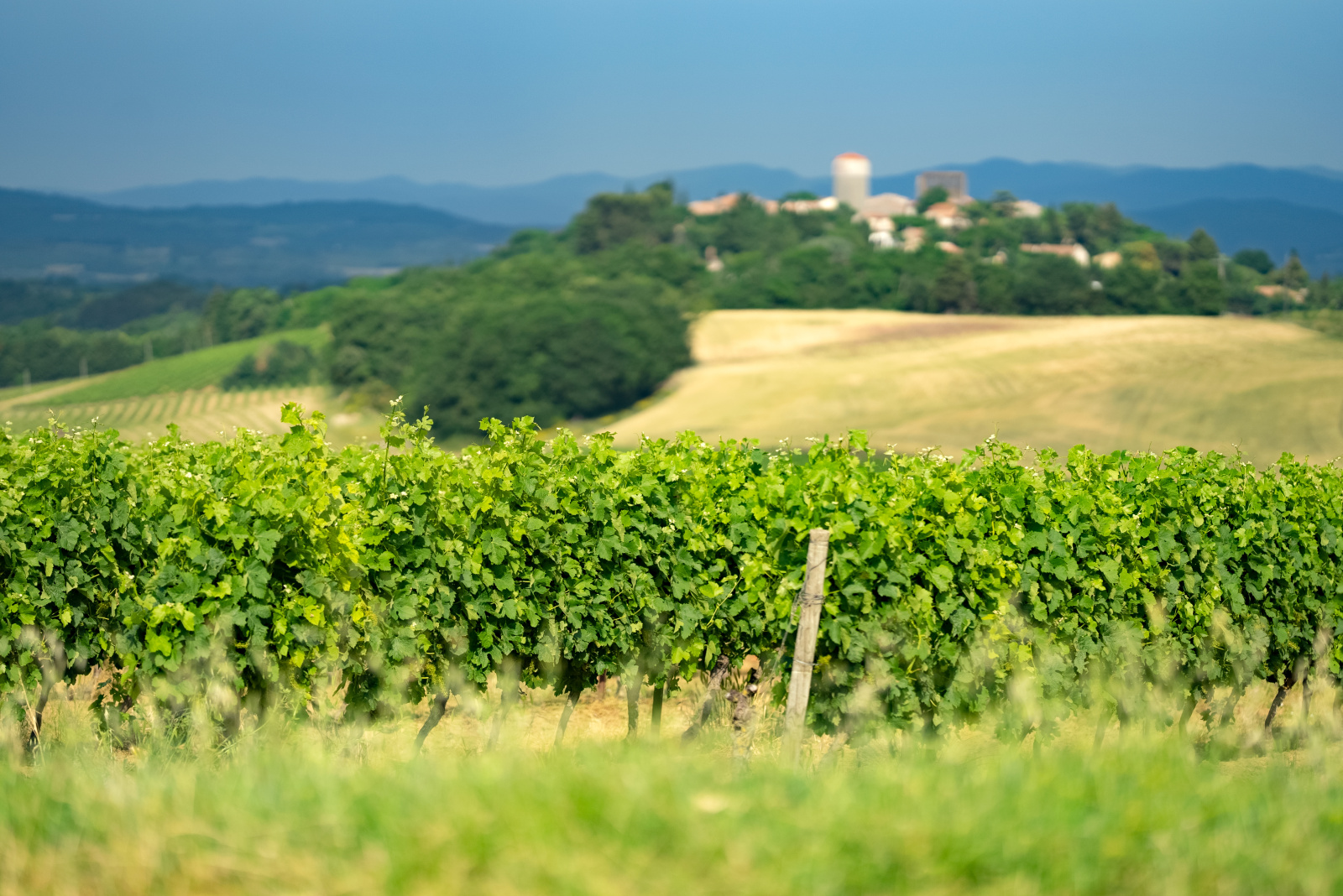 Image_11, Terrain agricole, Belvèze-du-Razès, ref :9243-C