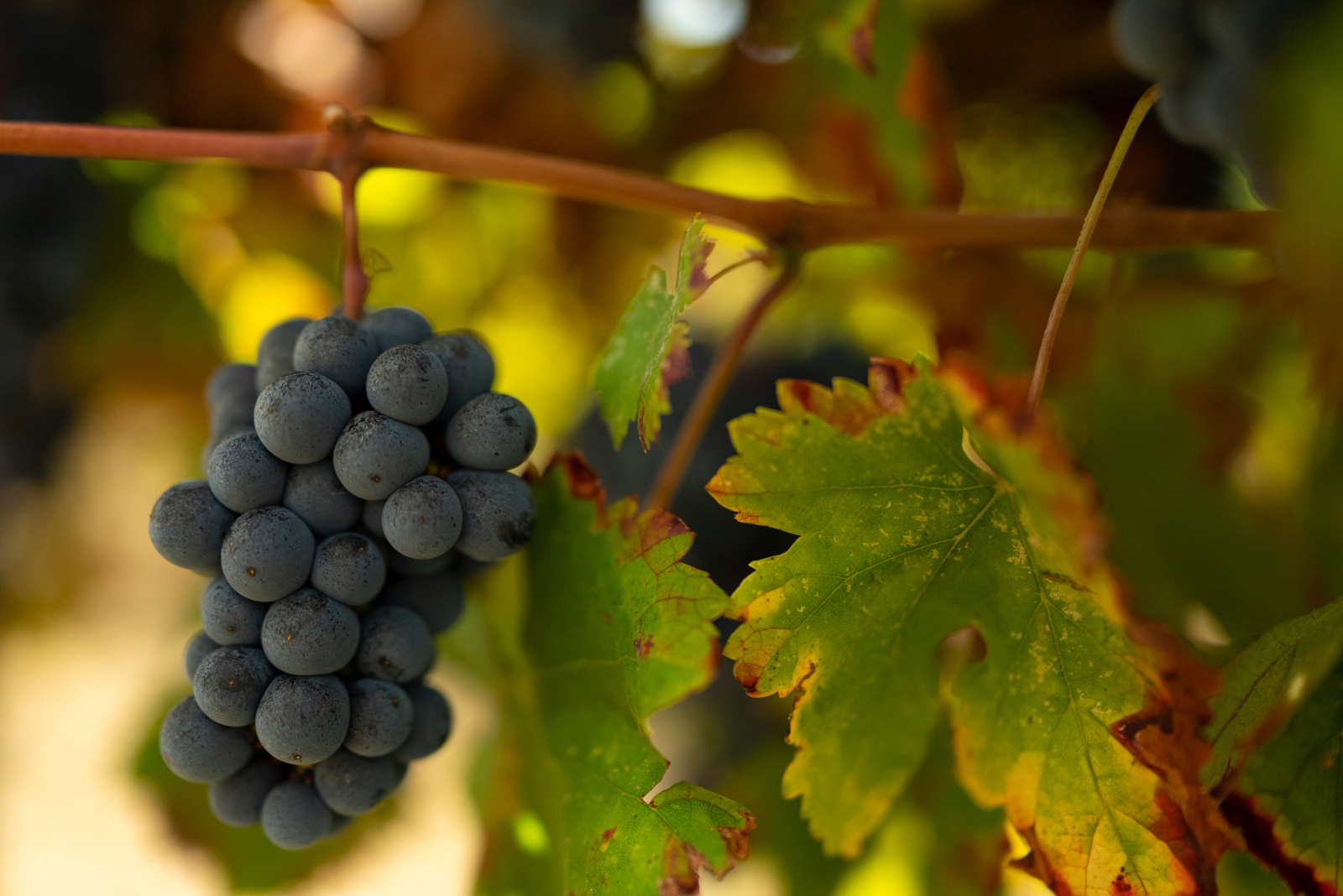 Image_14, Terrain agricole, Belvèze-du-Razès, ref :9243-C