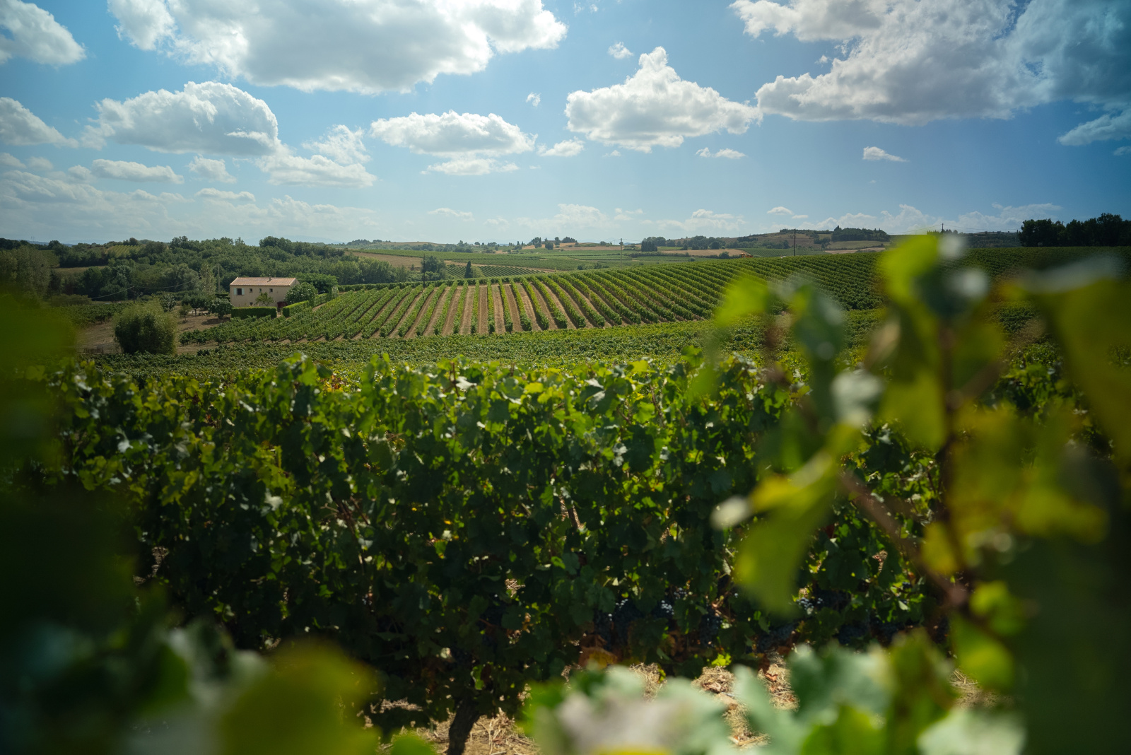 Image_4, Terrain agricole, Belvèze-du-Razès, ref :9243-C
