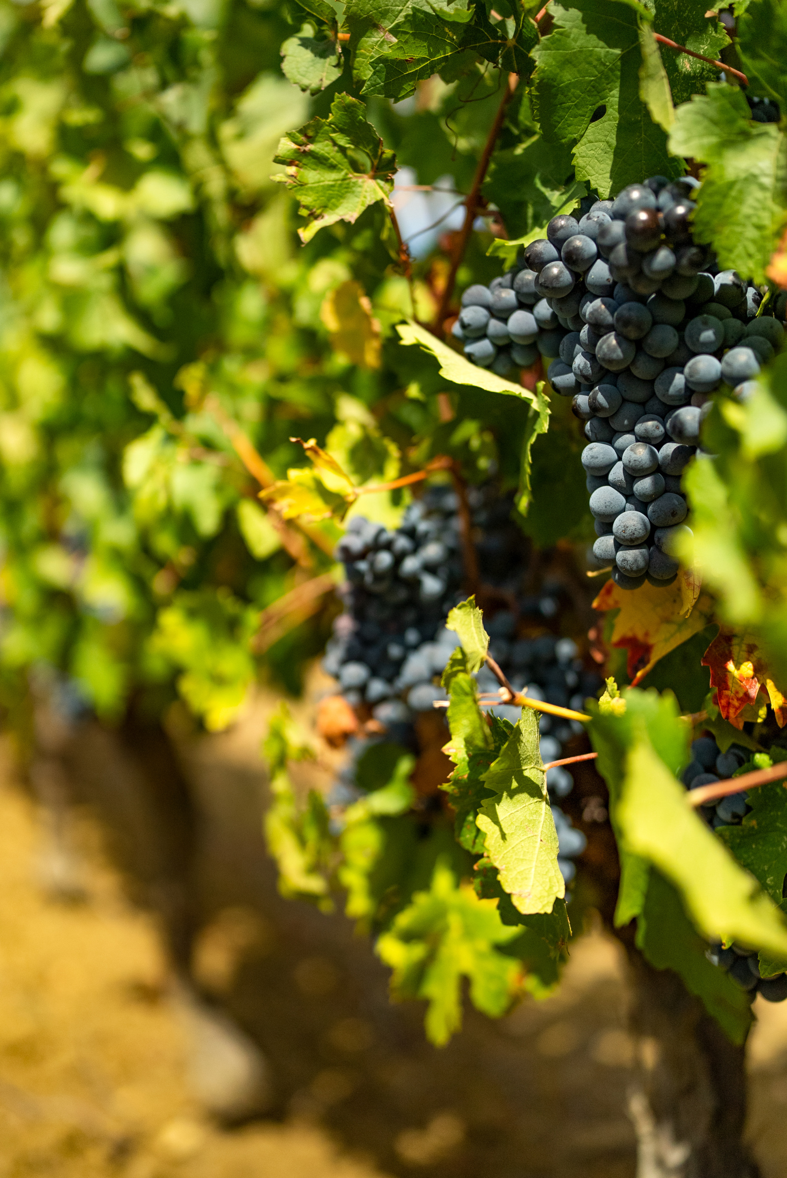 Image_12, Terrain agricole, Belvèze-du-Razès, ref :9243-C