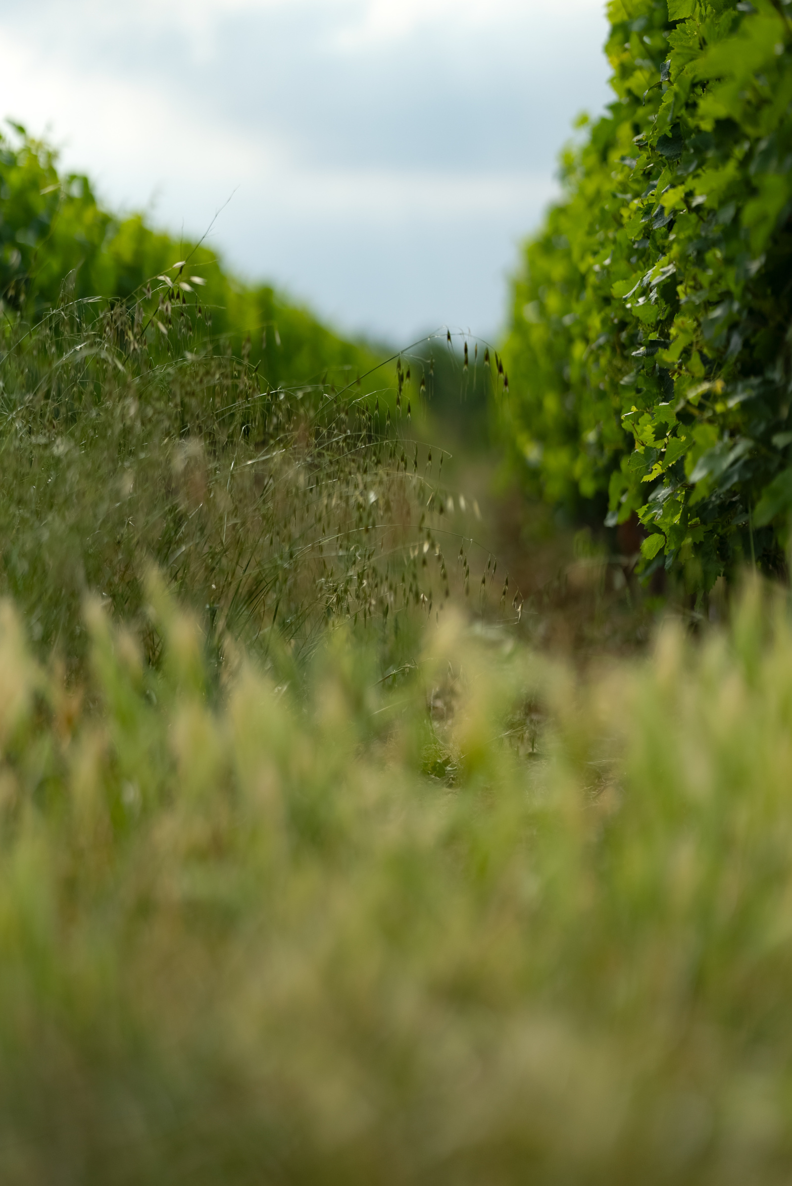 Image_16, Terrain agricole, Belvèze-du-Razès, ref :9243-C