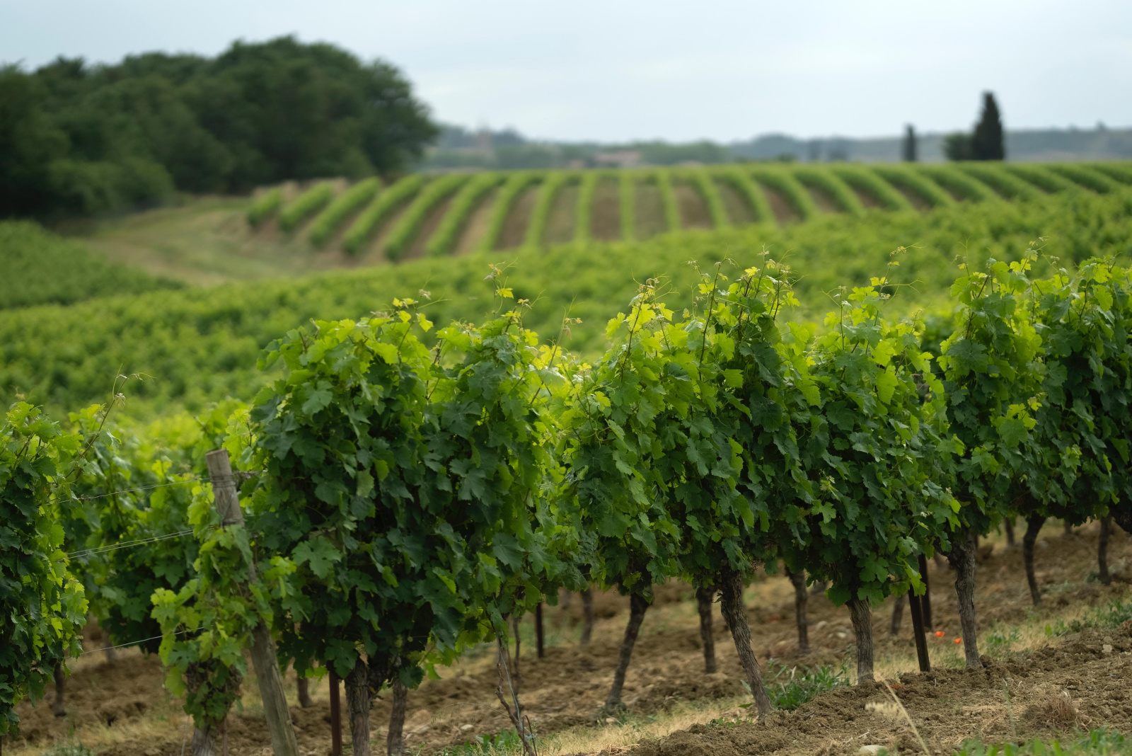 Image_8, Terrain agricole, Belvèze-du-Razès, ref :9243-C