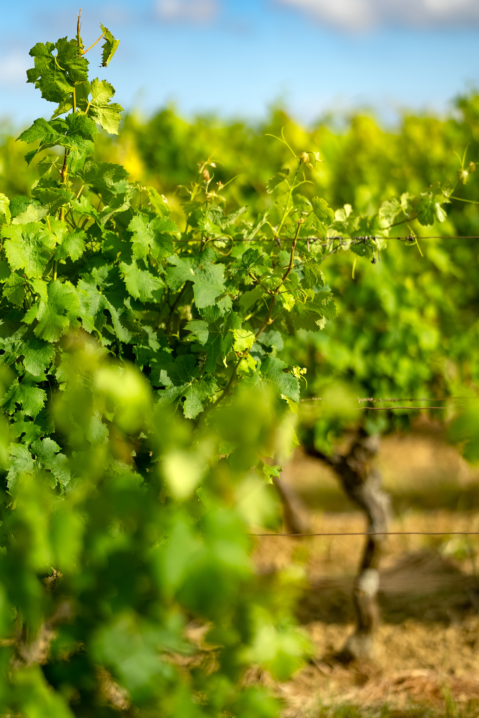 Image_7, Terrain agricole, Belvèze-du-Razès, ref :9243-C