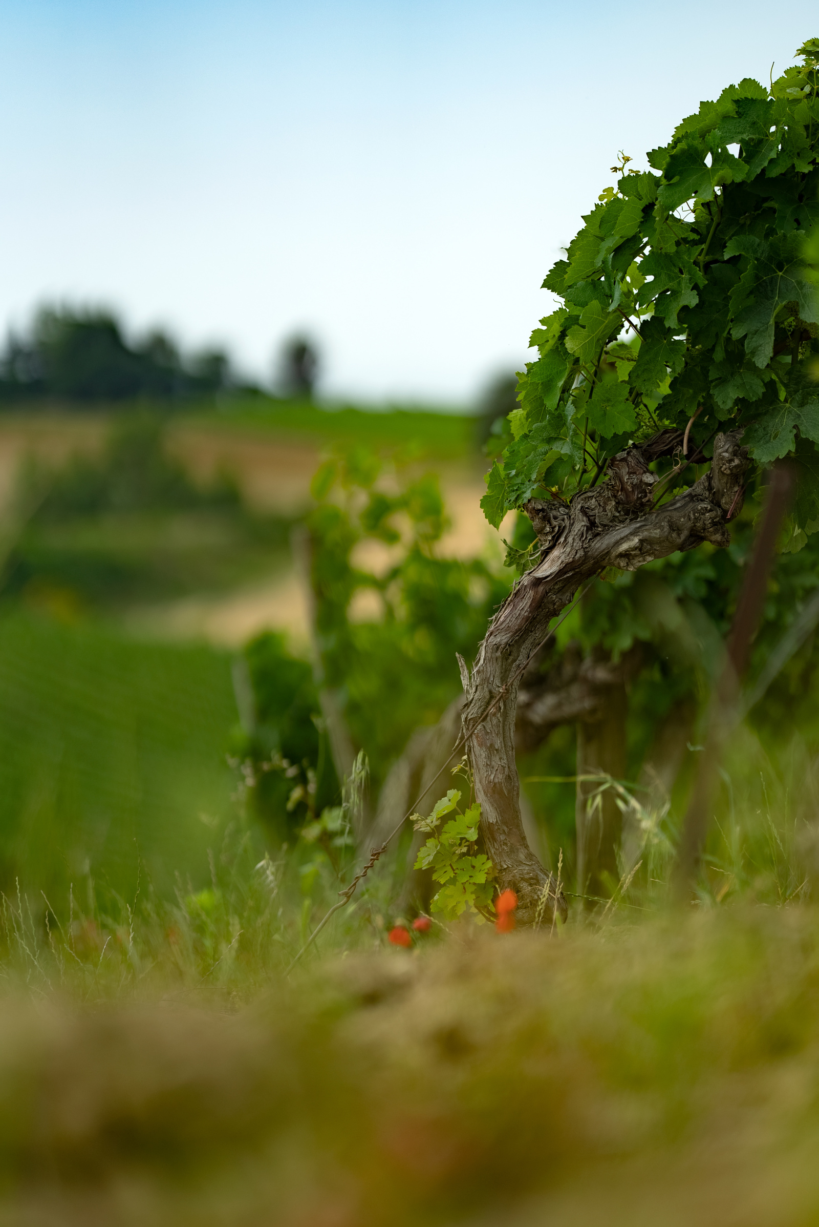 Image_17, Terrain agricole, Belvèze-du-Razès, ref :9243-C