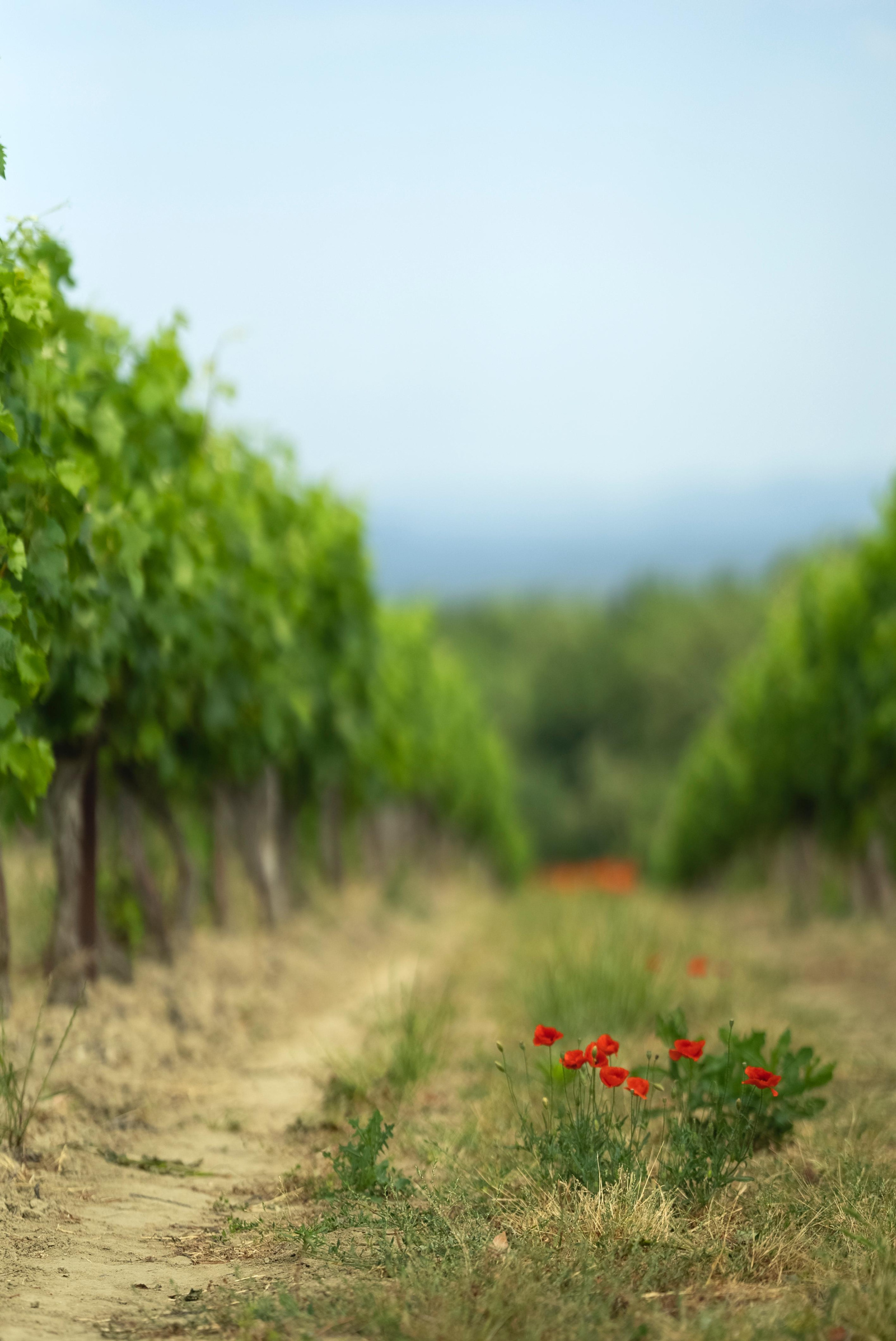 Image_19, Terrain agricole, Belvèze-du-Razès, ref :9243-C