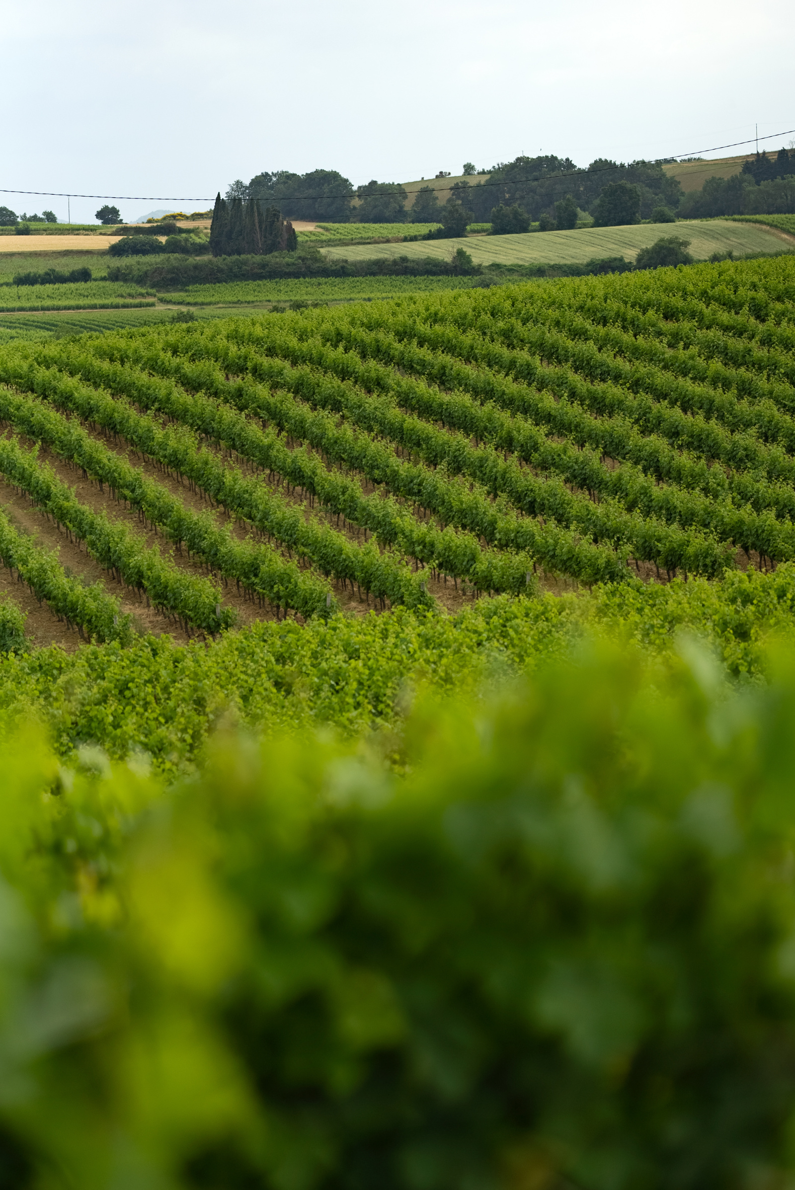 Image_5, Terrain agricole, Belvèze-du-Razès, ref :9243-C