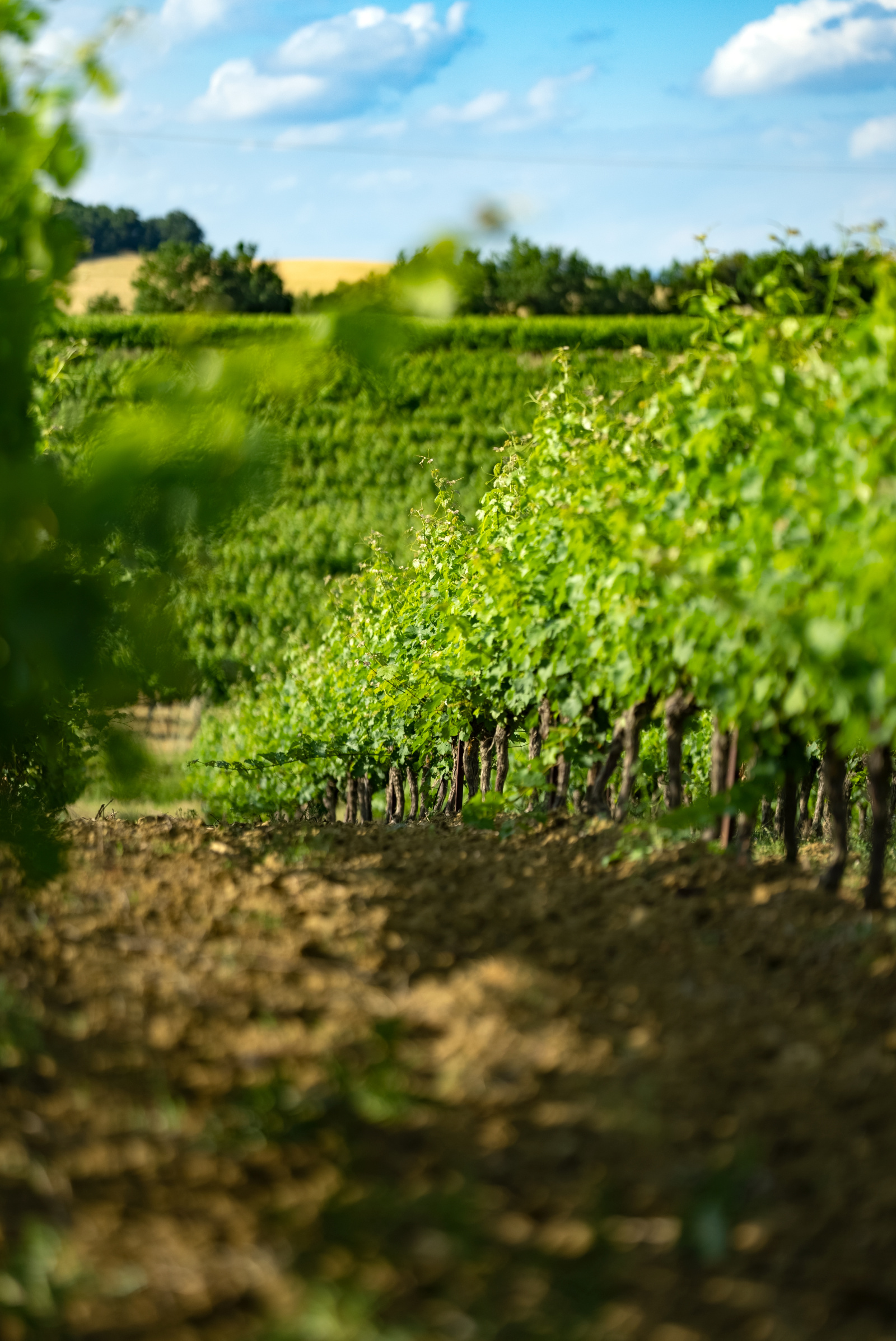 Image_18, Terrain agricole, Belvèze-du-Razès, ref :9243-C
