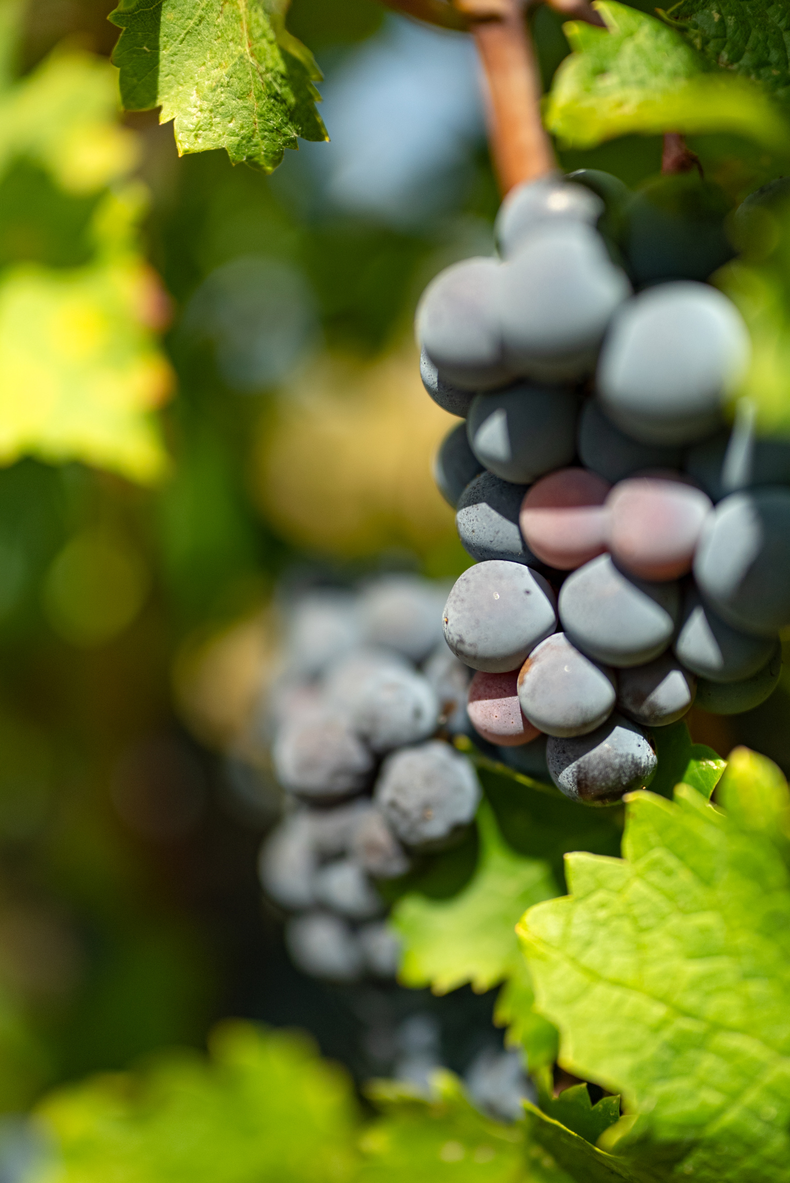 Image_15, Terrain agricole, Belvèze-du-Razès, ref :9243-C