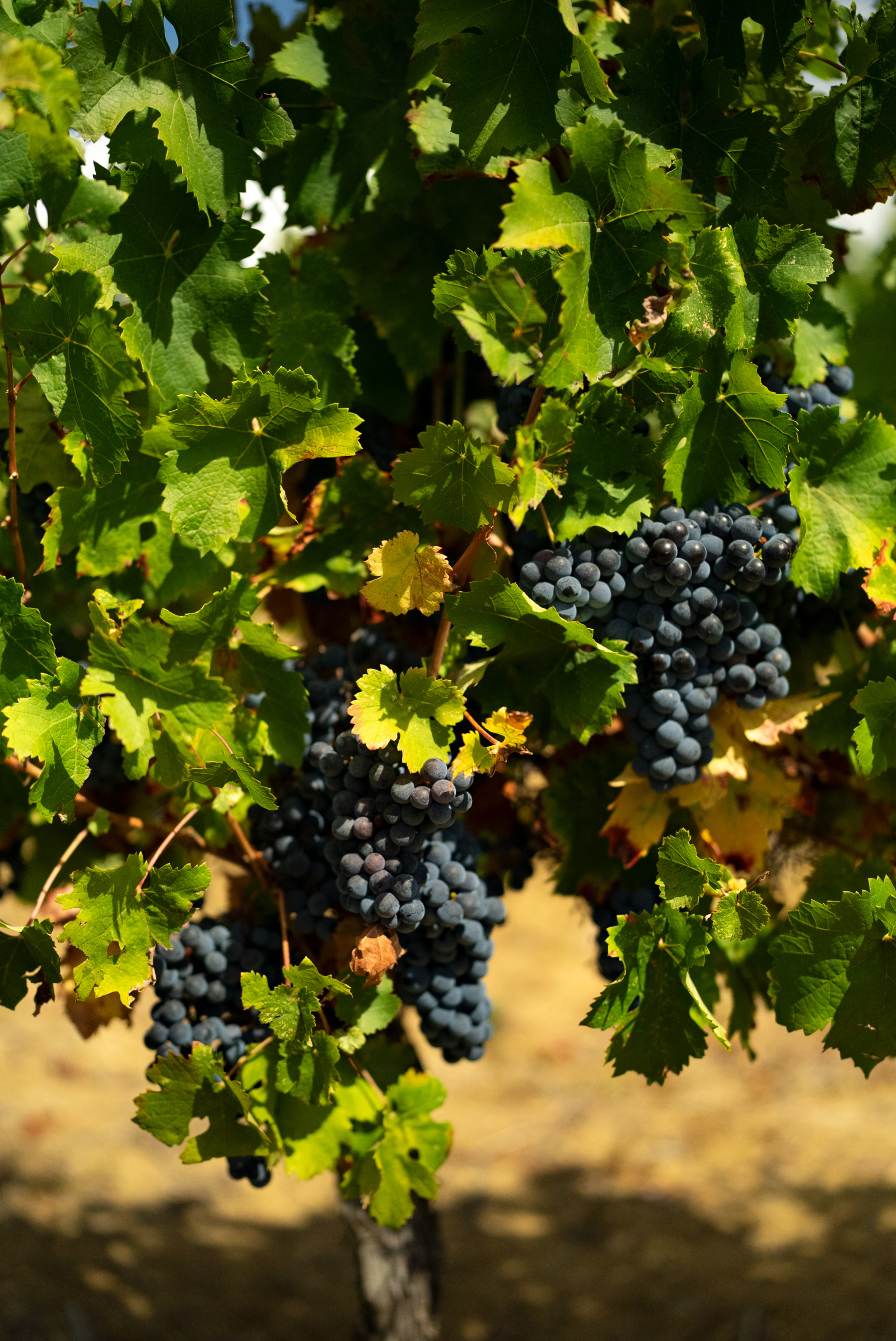 Image_13, Terrain agricole, Belvèze-du-Razès, ref :9243-C