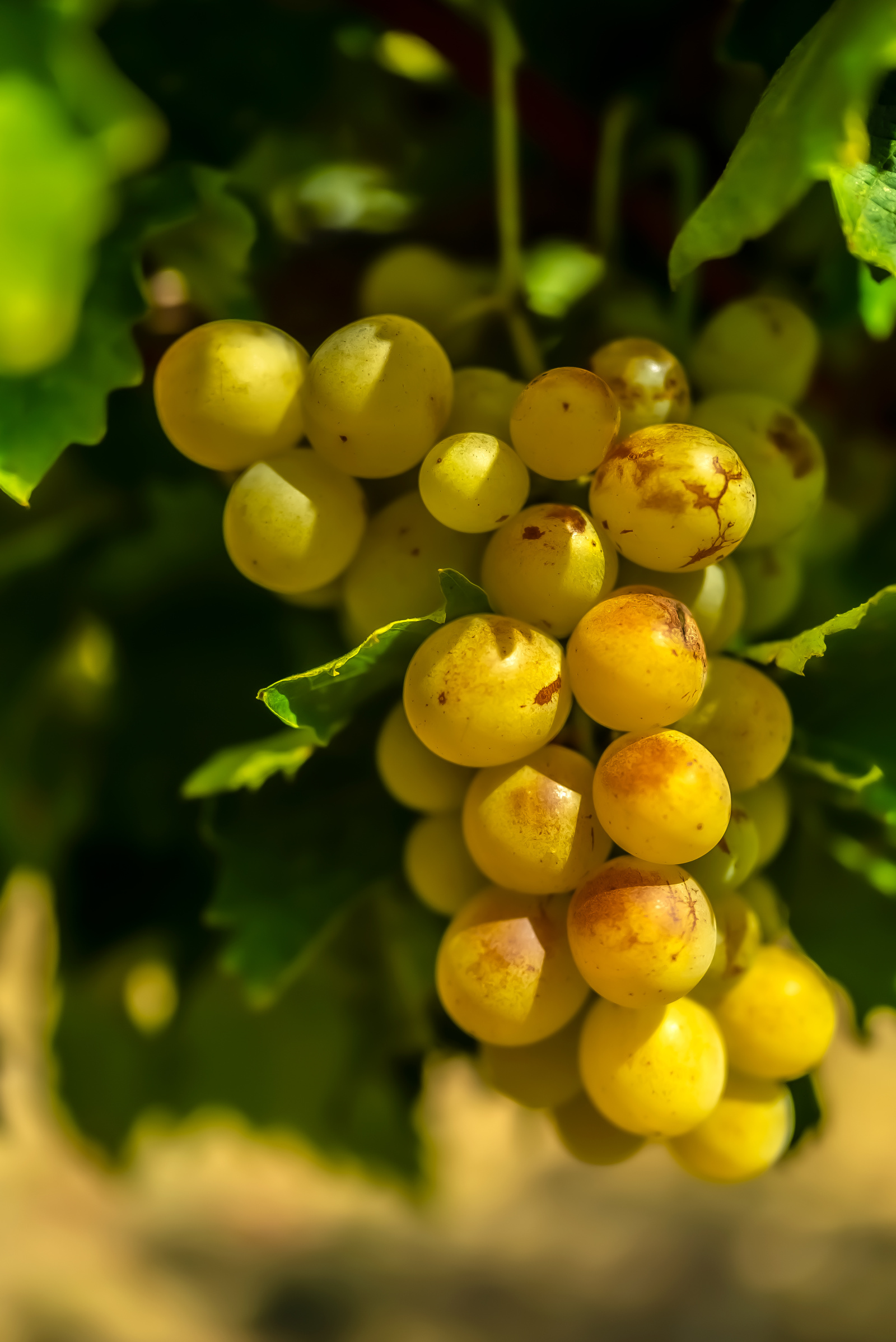 Image_20, Terrain agricole, Belvèze-du-Razès, ref :9243-C