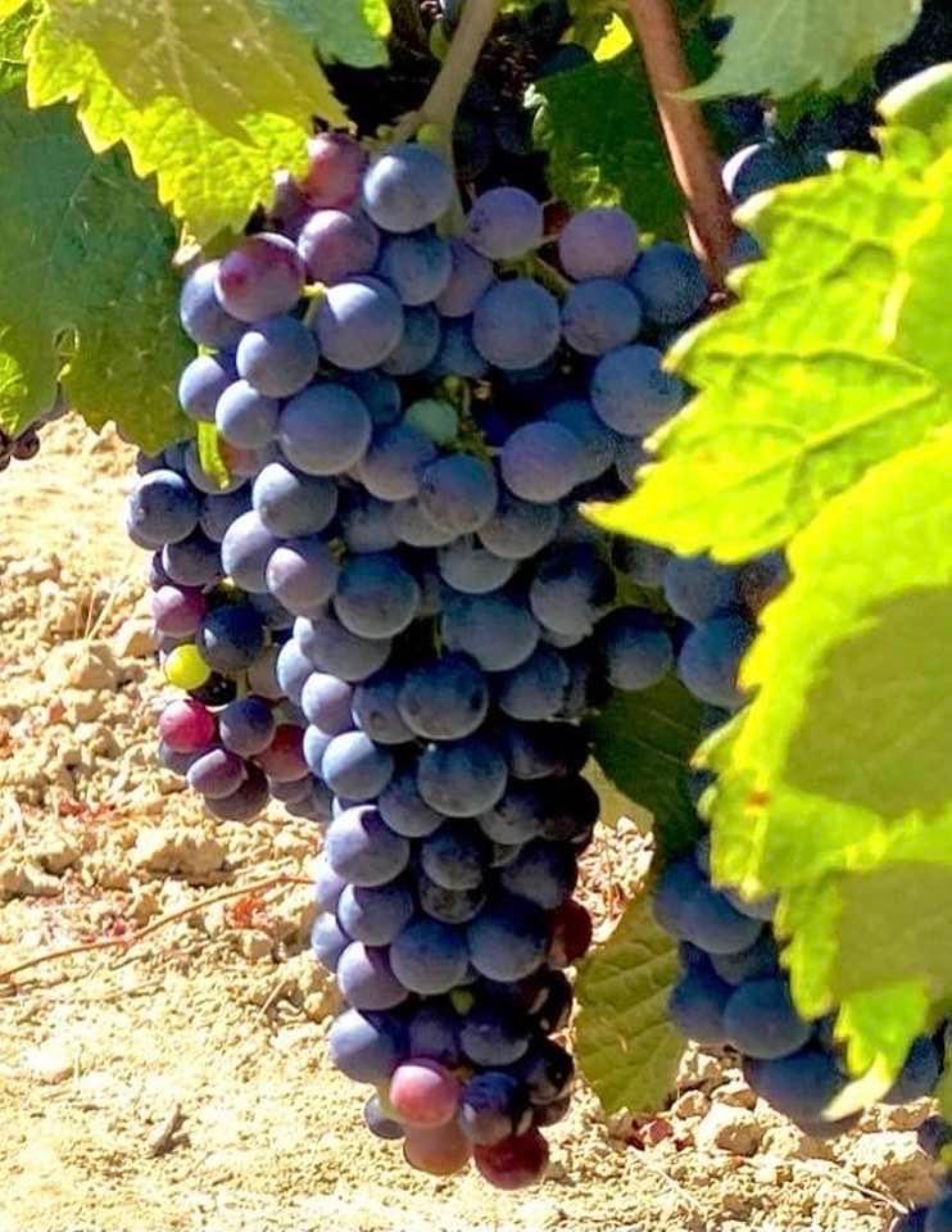 Image_2, Terrain agricole, Belvèze-du-Razès, ref :9243-C