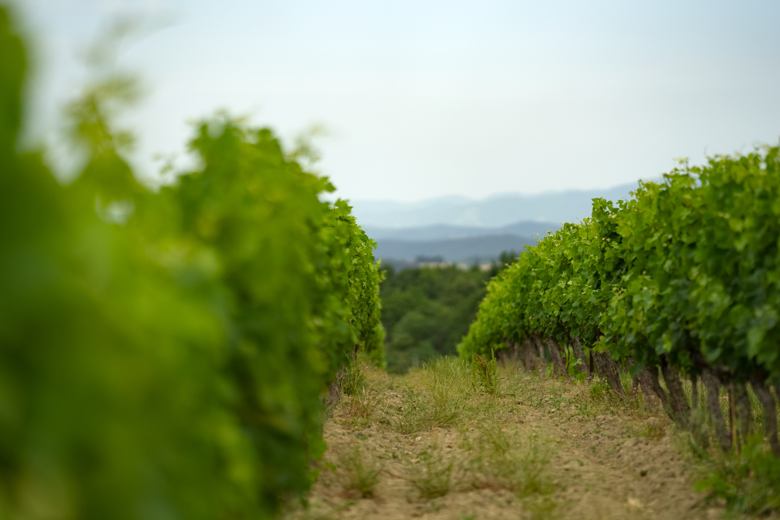 Image_33, Ferme, Belvèze-du-Razès, ref :9243