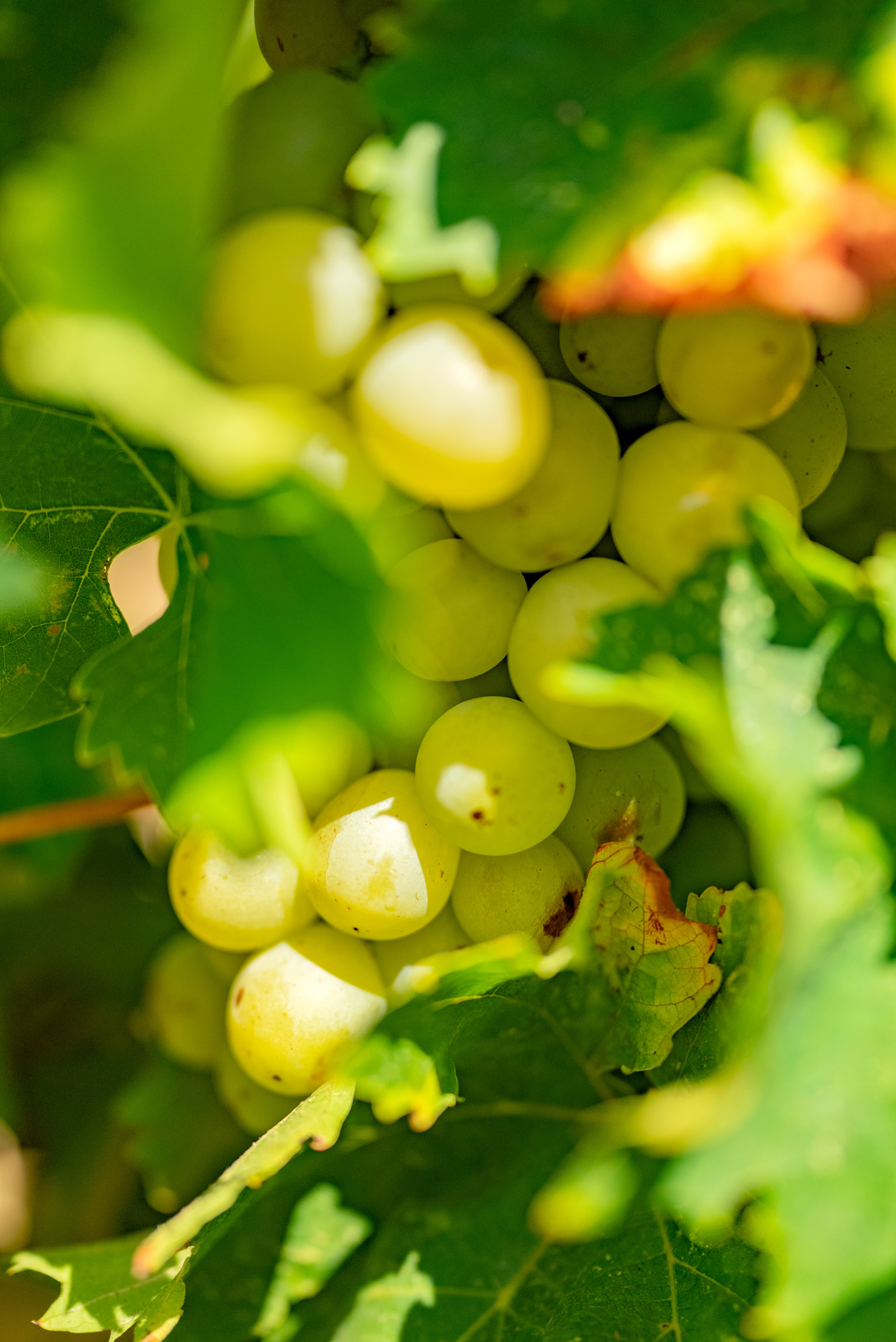 Image_29, Ferme, Belvèze-du-Razès, ref :9243