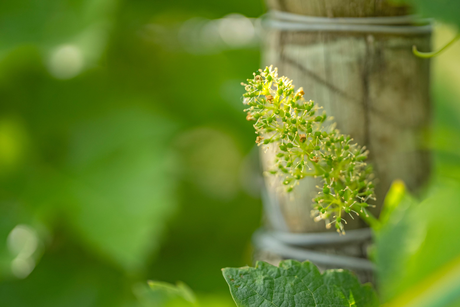 Image_37, Ferme, Belvèze-du-Razès, ref :9243