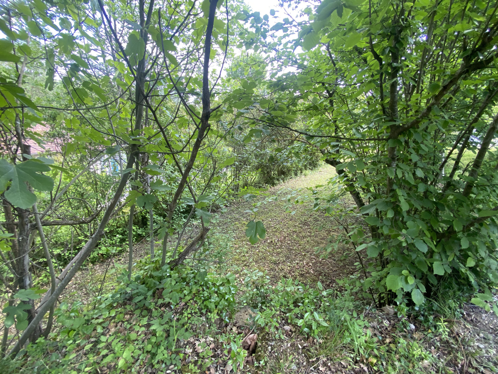 Image_8, Maison, Couiza, ref :9142